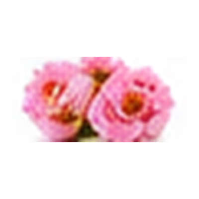 أزهار (عام)