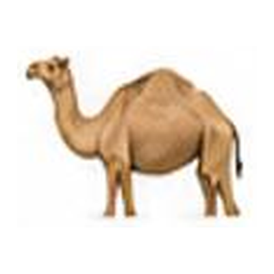 إبل